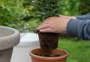 Plantar Louro em Vaso: Como Ter Essa Erva Versátil em Casa